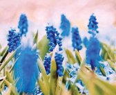 Добро дошли на овогодишњи Сајам хортикултуре!