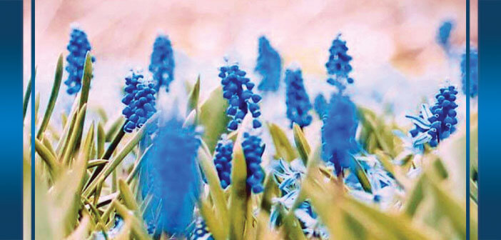 Добро дошли на овогодишњи Сајам хортикултуре!